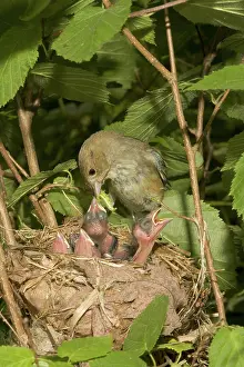 Cyanea: Indigo Buntings