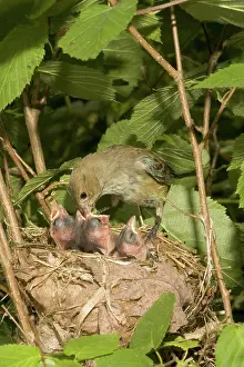 Cyanea: Indigo Buntings