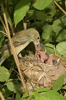 Cyanea: Indigo Buntings