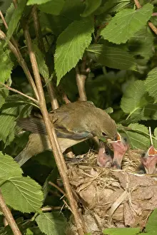 Cyanea: Indigo Buntings