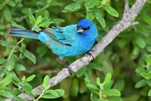 Cameron: Indigo Buntings (Passerina cyanea) males