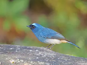 Indigo: Indigo Flycatcher Eumyias indigo Sabah, Malaysia