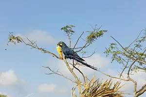 Bahia: Indigo Macaw
