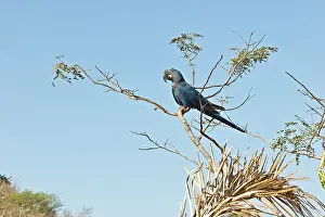 Bahia: Indigo Macaw in tree