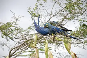 Bahia: Indigo Macaws
