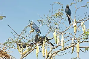 Macaws: Indigo Macaws feeding in tree