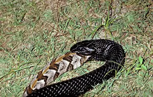 Indigo: Indigo Snake Swallows Timber Rattlesnake