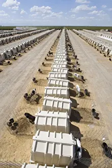 Multitudes: Individual calf cases in a dairy farming California USA