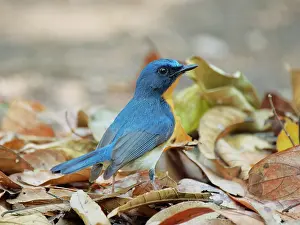Vietnam: Indo Chinese Blue Flycatcher Cyornis sumatrensis