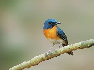 Vietnam: Indo Chinese Blue Flycatcher Cyornis sumatrensis