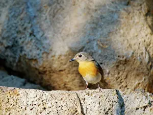 Vietnam: Indo Chinese Blue Flycatcher female Cyornis sumatrensis