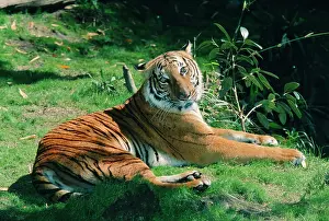 Indo-chinese / CorbettIs TIGER - resting