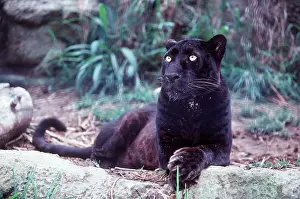 Kenneth Hoyle: INDO-CHINESE LEOPARD