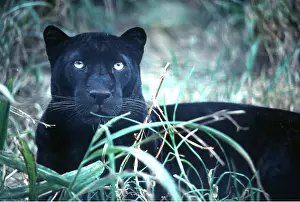 Bonnie Weisser: INDO-CHINESE LEOPARD - in grass