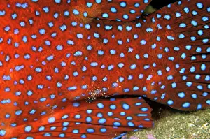 Cephalopholis: Indo-Pacific. Cleaner shrimp on coral cod