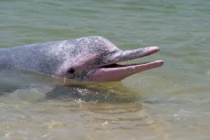 Chinensis: Indo-Pacific Humpback / Pink / Chinese White DOLPHIN