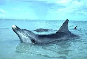 Aduncus: Indo-Pacific / Indian Ocean / Long-beaked BOTTLENOSE DOLPHIN