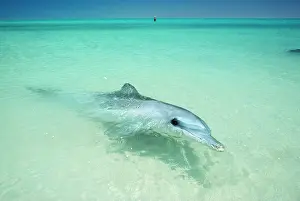 Aduncus: Indo-Pacific / Indian Ocean / Long-beaked Bottlenose Dolphin