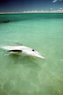 Beaked: Indo-Pacific / Indian Ocean / Long-beaked BOTTLENOSE DOLPHIN