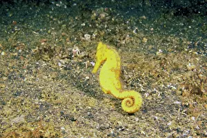 Unique: Indo-Pacific. Pacific seahorse, or hippocampus