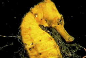 Hippocampus: Indo-Pacific. Pacific seahorse, or hippocampus