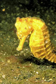 Hippocampus: Indo-Pacific. Pacific Seahorse, hippocampus