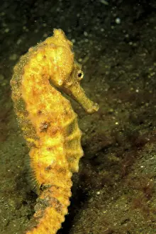 Hippocampus: Indo-Pacific. Pacific seahorse, or hippocampus