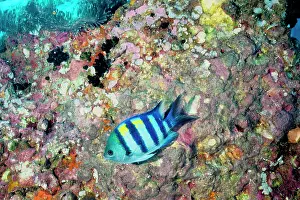 Sergeant: Indo-Pacific sergeant guarding its eggs, dark speckles