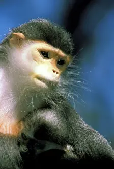 Indochina: IndoChina. Douc Langur, or pygathrix nemaeus
