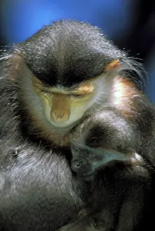 Indochina: IndoChina. Douc Langur, or pygathrix nemaeus