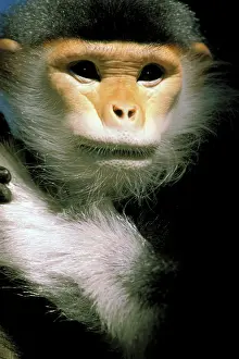 Indochina: IndoChina. Douc Langur, pygathrix nemaeus