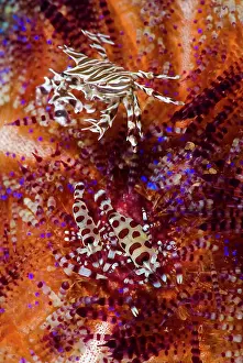 Relationship: Indonesia, Adonara Island. Close-up of invertebrates