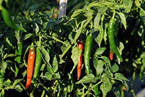 Pepper: Indonesia, Bali Batur Lake, view of chili
