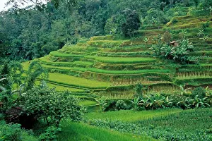 Haseltine: Indonesia, Bali, near Ubud. Rice terraces