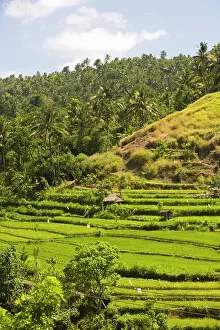 Terraced: Indonesia, Bali Province, Tulamben. Tukadabu