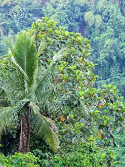 Julie: Indonesia, Bali, Ubud. Palm trees in a tropical forest