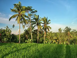 Ubud: Indonesia, Bali, Ubud. Rice fields and palm trees