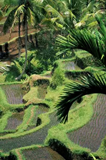 Farmer: Indonesia, Bali, Ubud. Rice paddies