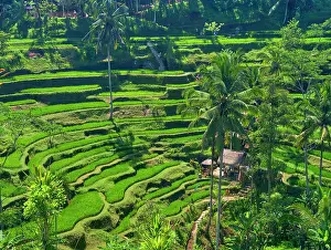Terraces: Indonesia, Bali, Ubud. Tegallalang Rice Terraces