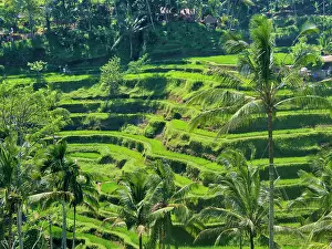 Terraces: Indonesia, Bali, Ubud. Tegallalang Rice Terraces near Ubud