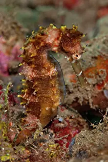 Hippocampus: Indonesia, Banda Sea, Ambon. Close-up of