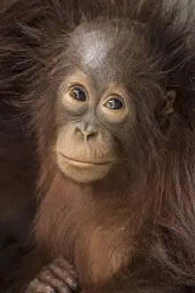 Prim: Indonesia, Borneo, Kalimantan. Baby orangutan at