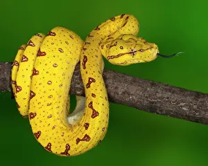 Wrapped: Indonesia. Close-up of juvenile green tree