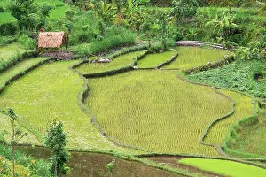 Haseltine: Indonesia, East Bali. Rice fields in Balinese