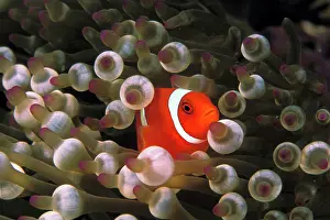 Premnas: Indonesia, Komodo. Maroon clownfish, or