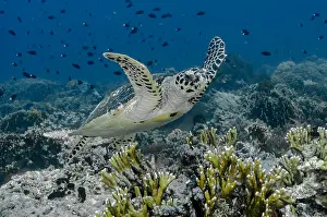 Hawksbill: Indonesia, Komodo National Park, Tatawa Besar. Close-up
