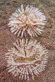 Tube: Indonesia, Komodo National Park. Close-up