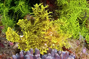 Rhinopias: Indonesia, Komodo National Park. Close-up
