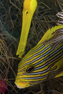 Trumpet: Indonesia, Komodo National Park. Close-up