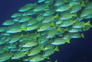 Snapper: Indonesia, Komodo National Park. Close-up